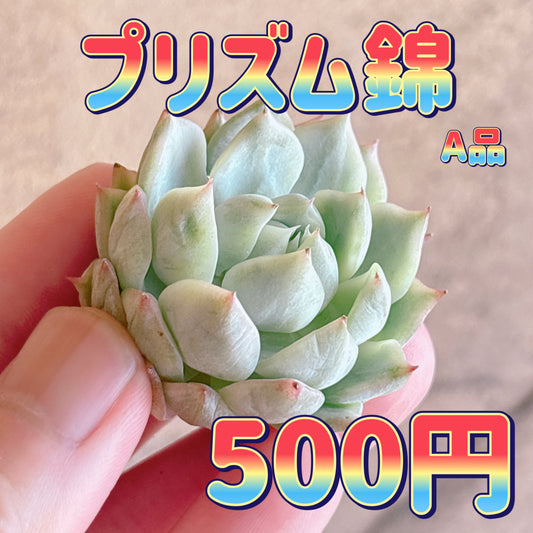 プリズム錦　A品　カット苗