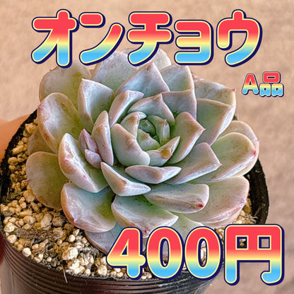 オンチョウ　A品　根付き苗