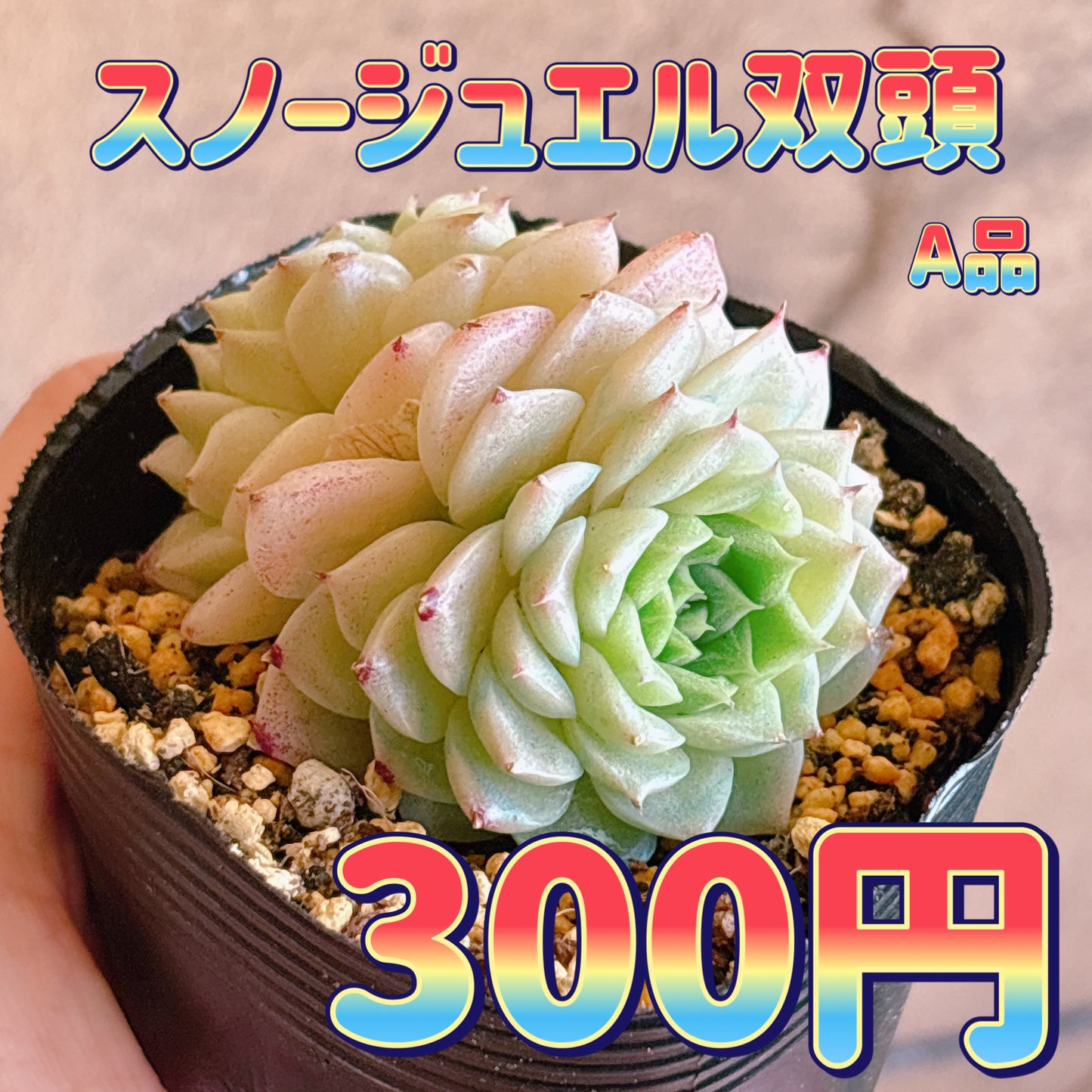 スノージュエル双頭　A品　根付き苗