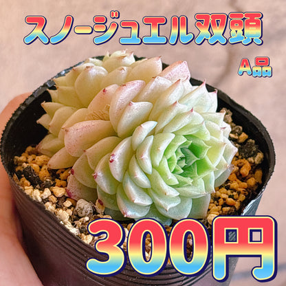 スノージュエル双頭　A品　根付き苗