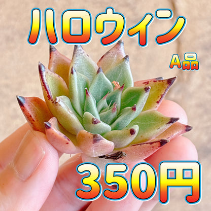 ハロウィン　A品　カット苗