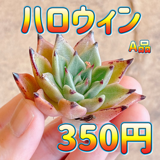 ハロウィン　A品　カット苗