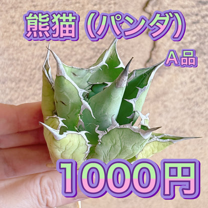 熊猫（パンダ）　A品　カット苗