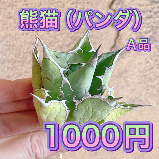 熊猫（パンダ）　A品　カット苗