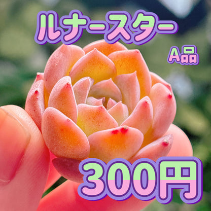 ルナースター　A品　カット苗