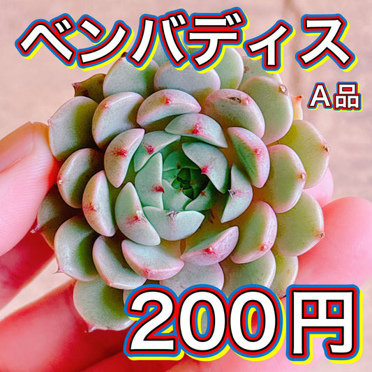 ベンバディス　A品　カット苗