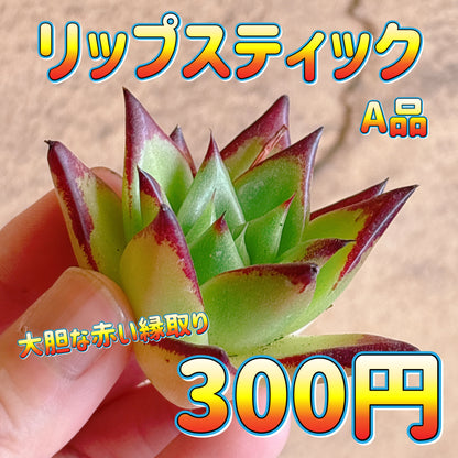 リップスティック　A品　カット苗