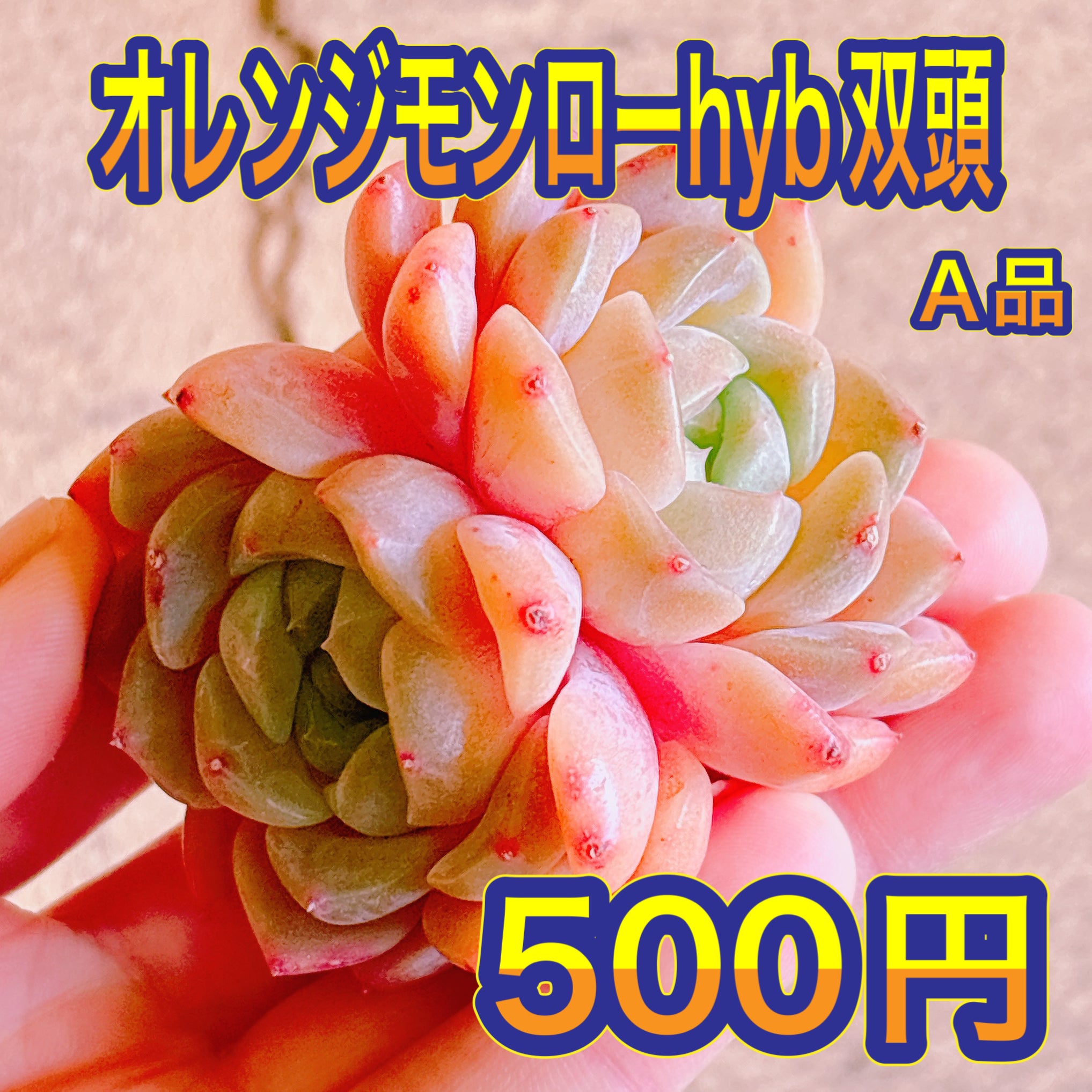 エケベリア – Bull Succulent