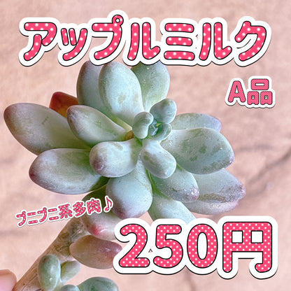 アップルミルク　A品　カット苗
