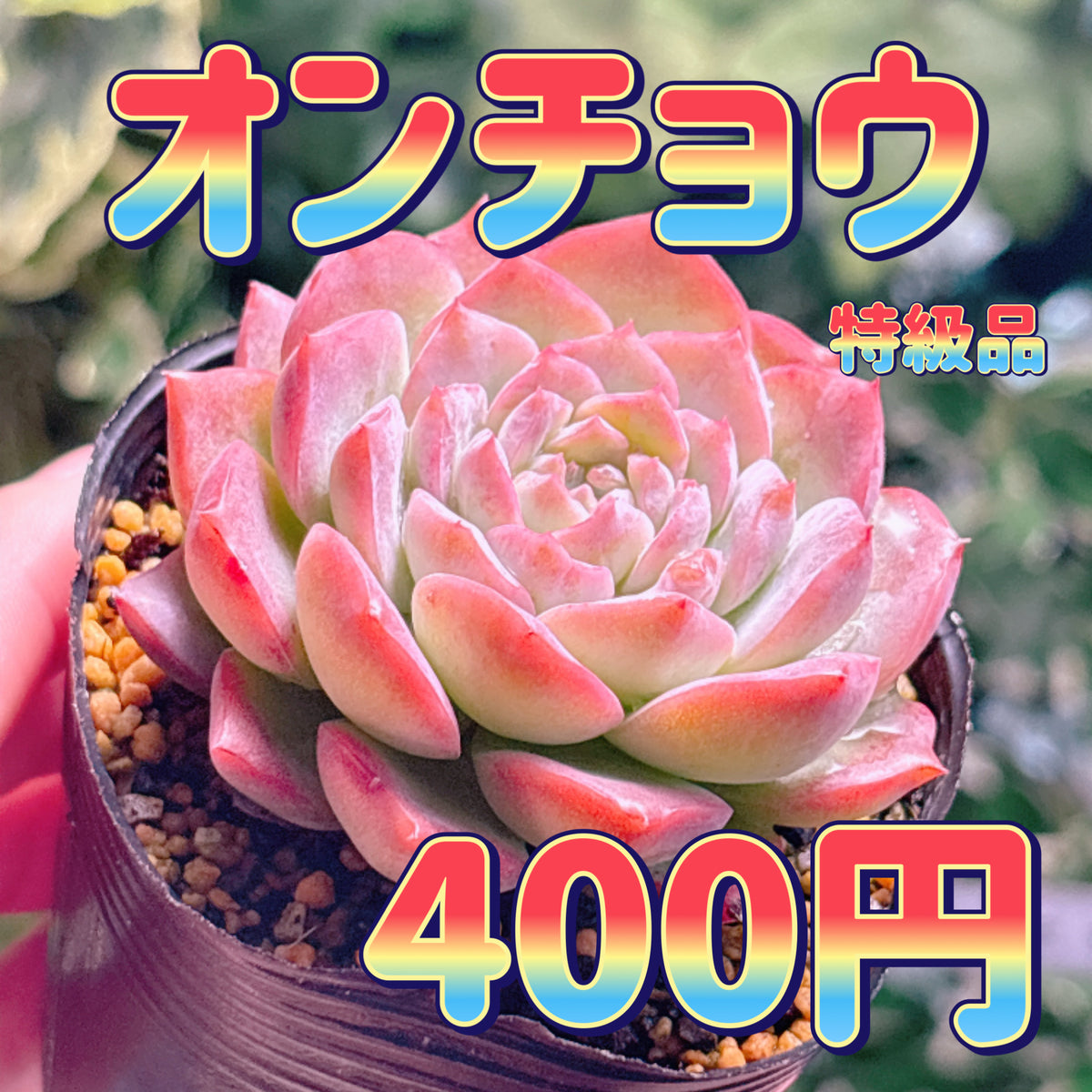 オンチョウ　特級品　根付き苗