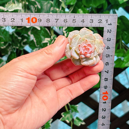ピンクバレエ　A品　カット苗