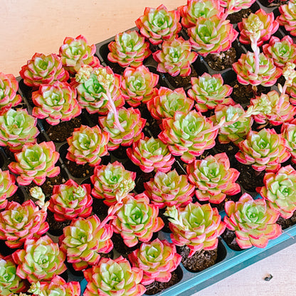 レティジア　A品　プラグ苗