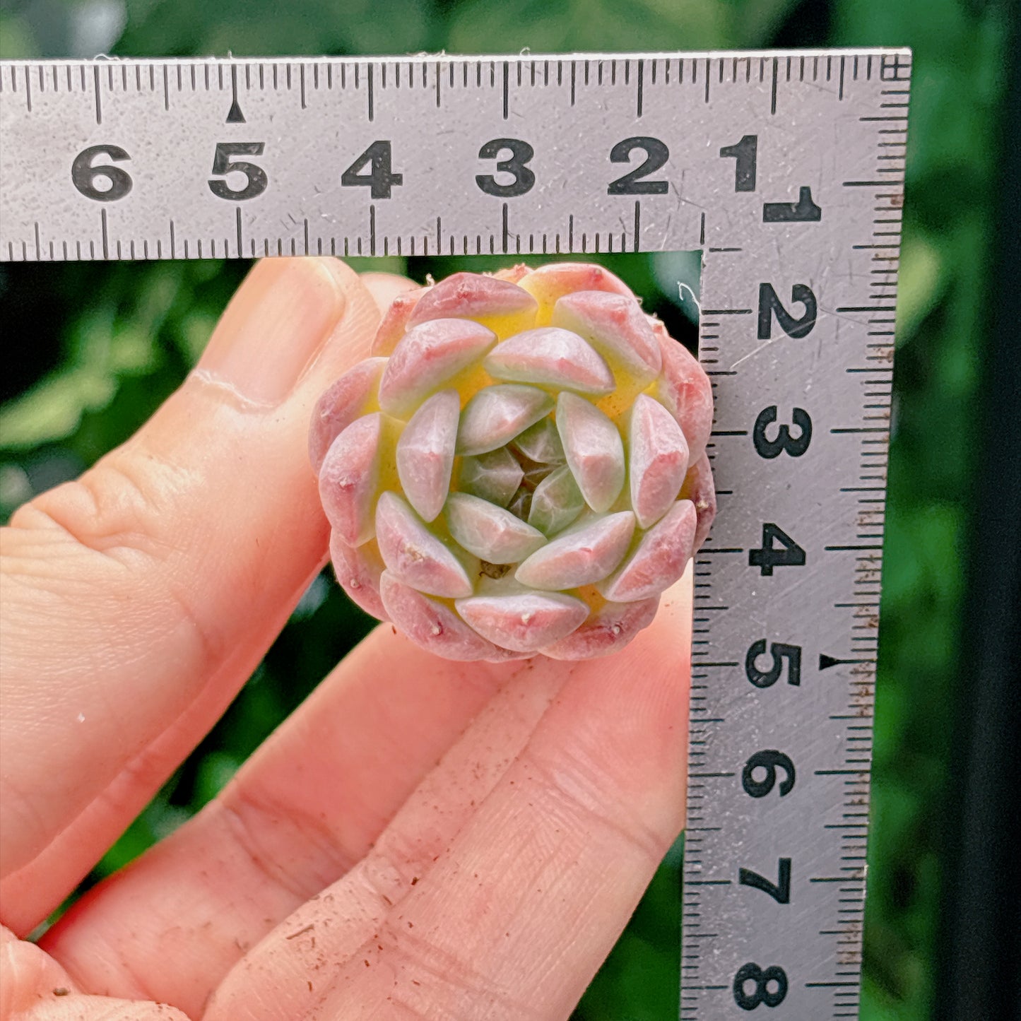名無し苗１　A品　プラグ苗