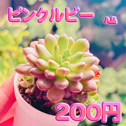 ピンクルビー　A品　根付き苗