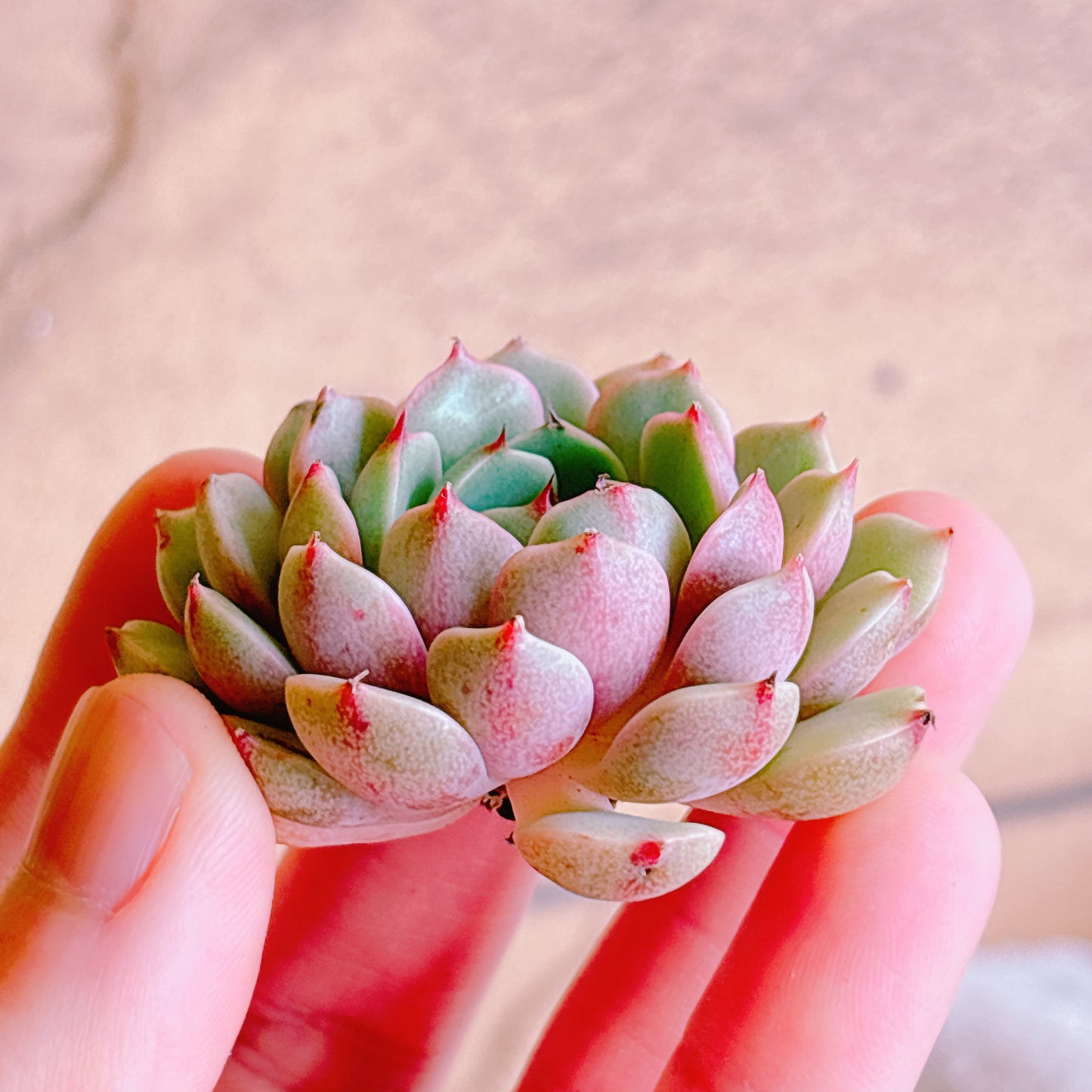 ベンバディス　A品　カット苗