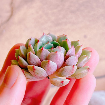 ベンバディス　A品　カット苗