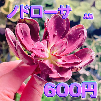 ノドローサ　A品　カット苗