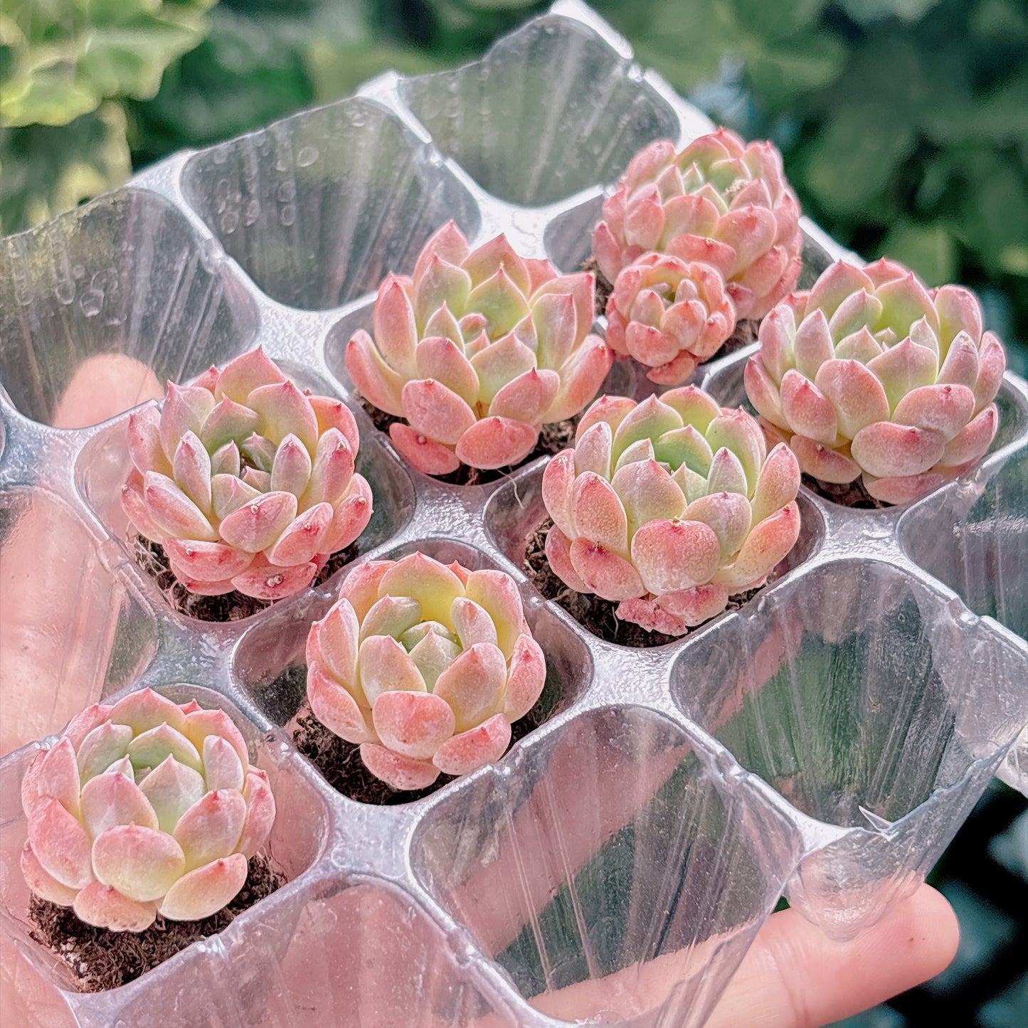 名無し苗１　A品　プラグ苗
