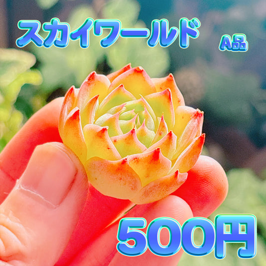 スカイワールド　A品　カット苗