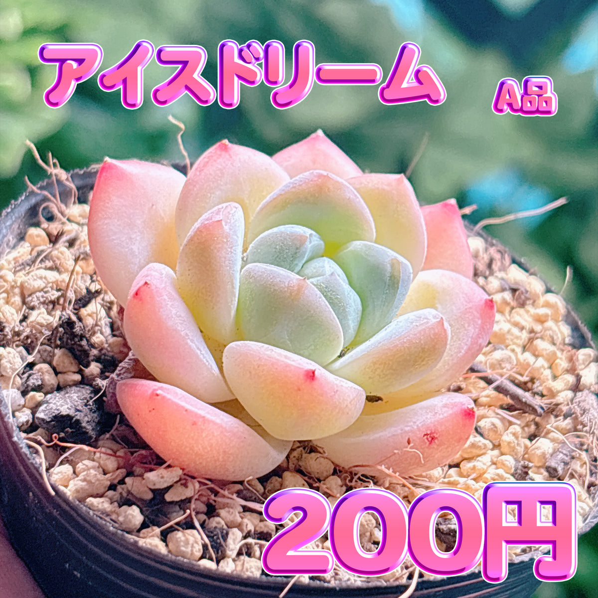 アイスドリーム　A品　根付き苗