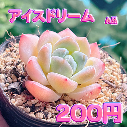 アイスドリーム　A品　根付き苗