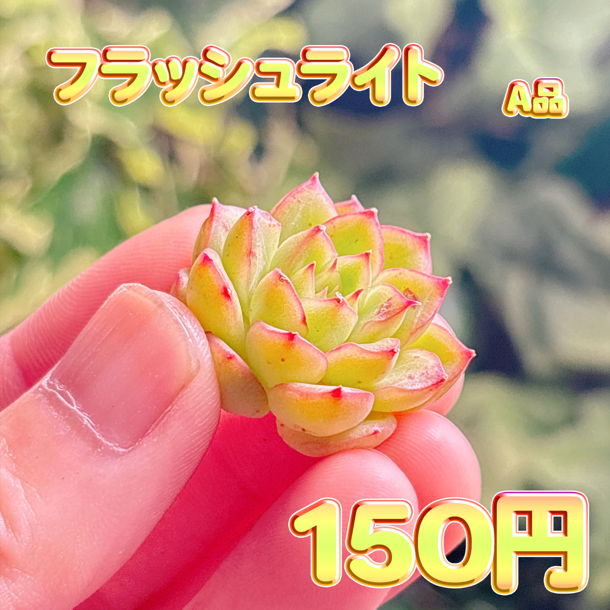 フラッシュライト　A品　カット苗