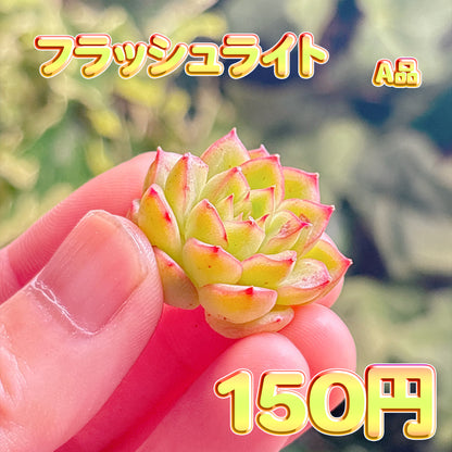 フラッシュライト　A品　カット苗