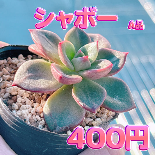 シャボー　A品　根付き苗