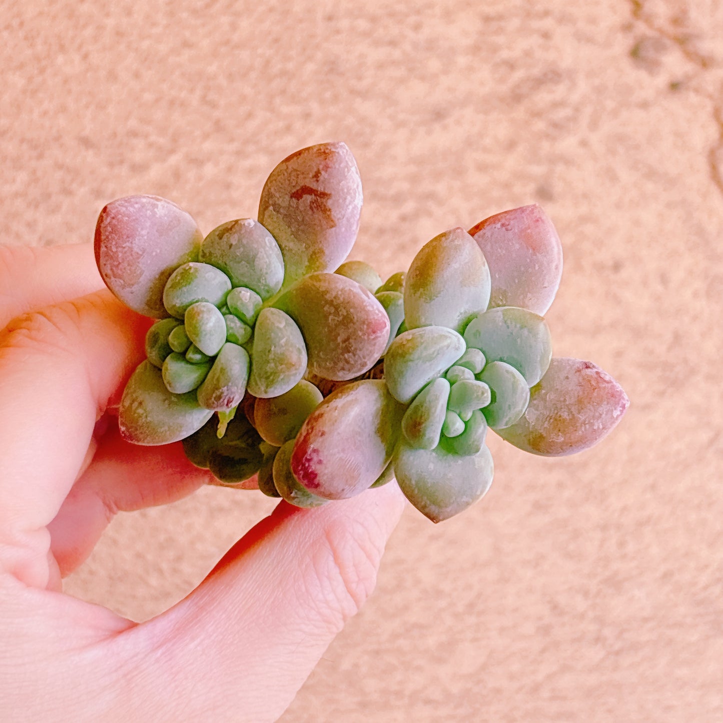 トム・サム　A品　カット苗　134-10