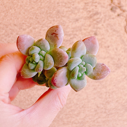 トム・サム　A品　カット苗　134-10