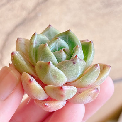 多肉植物