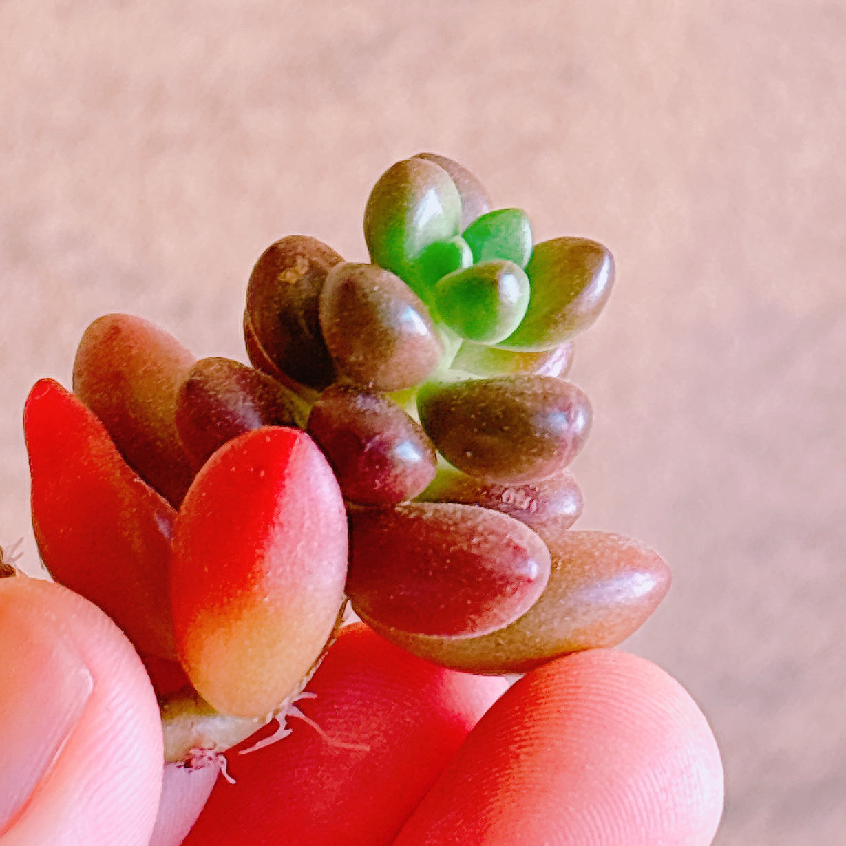 売却済み3/6ピンクムーン(カット苗) ラブビーンズ A品 カット苗 – Bull Succulent