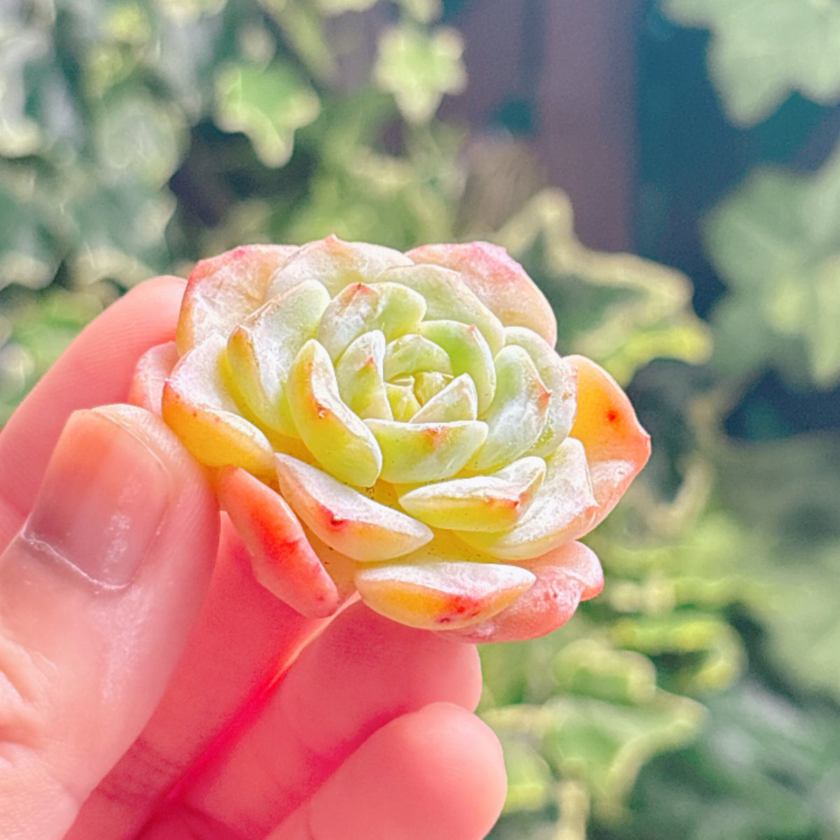 多肉植物