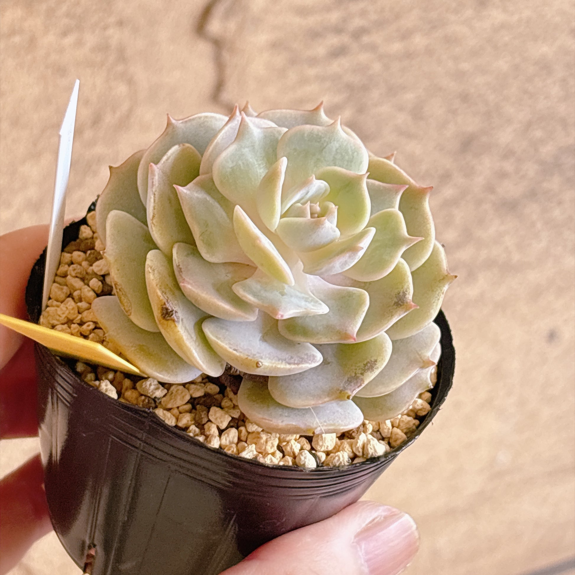 多肉植物