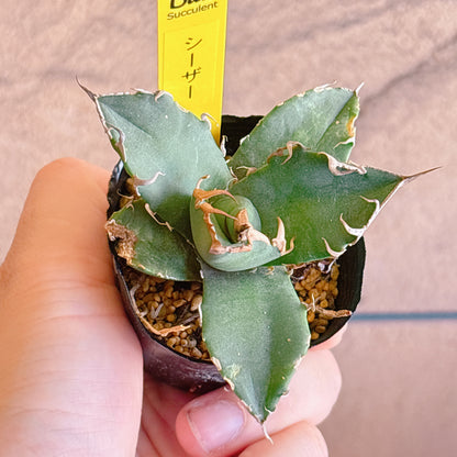 多肉植物