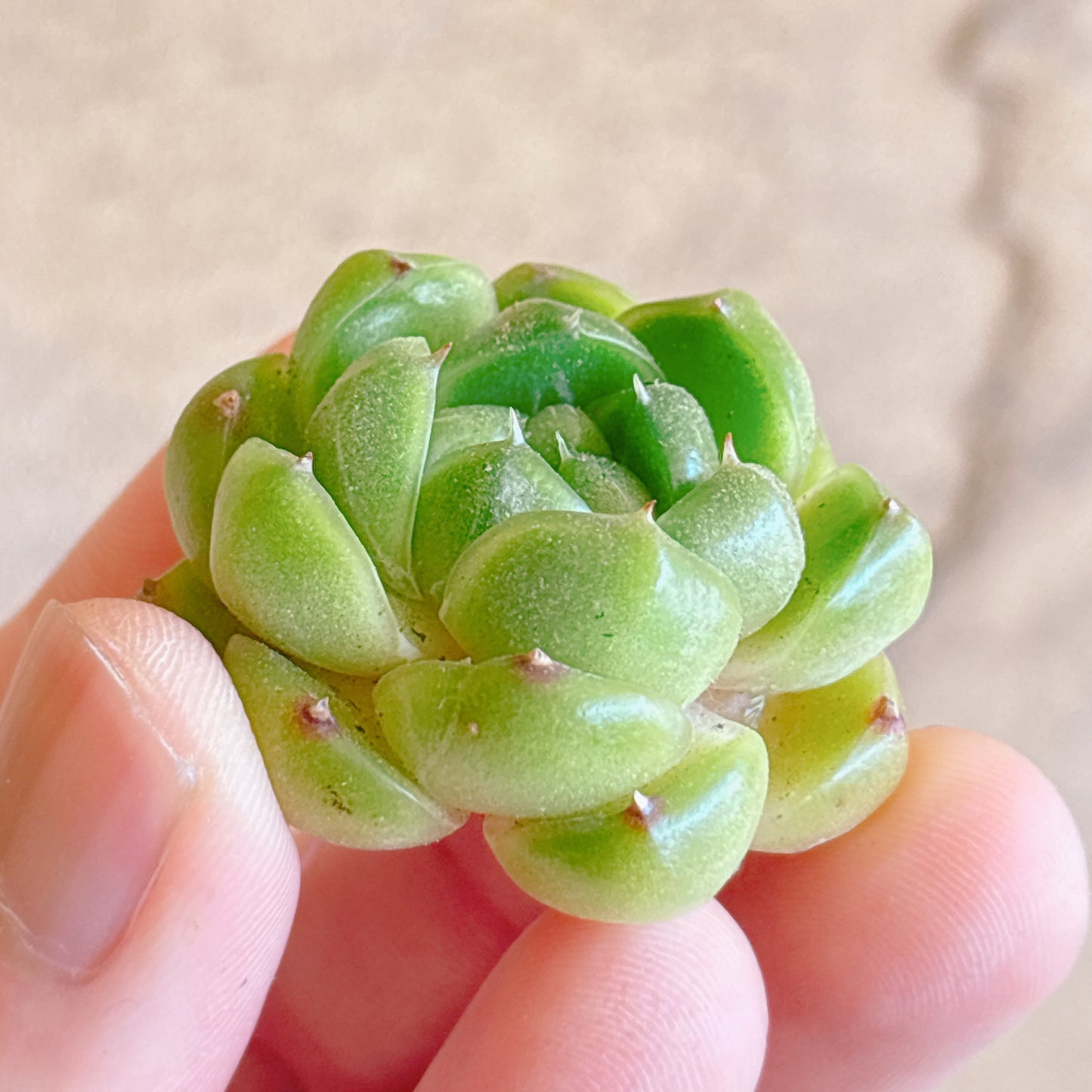 多肉植物