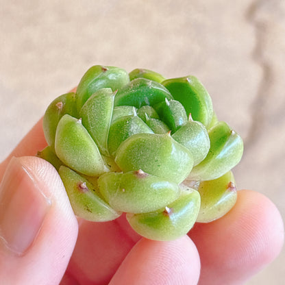 多肉植物