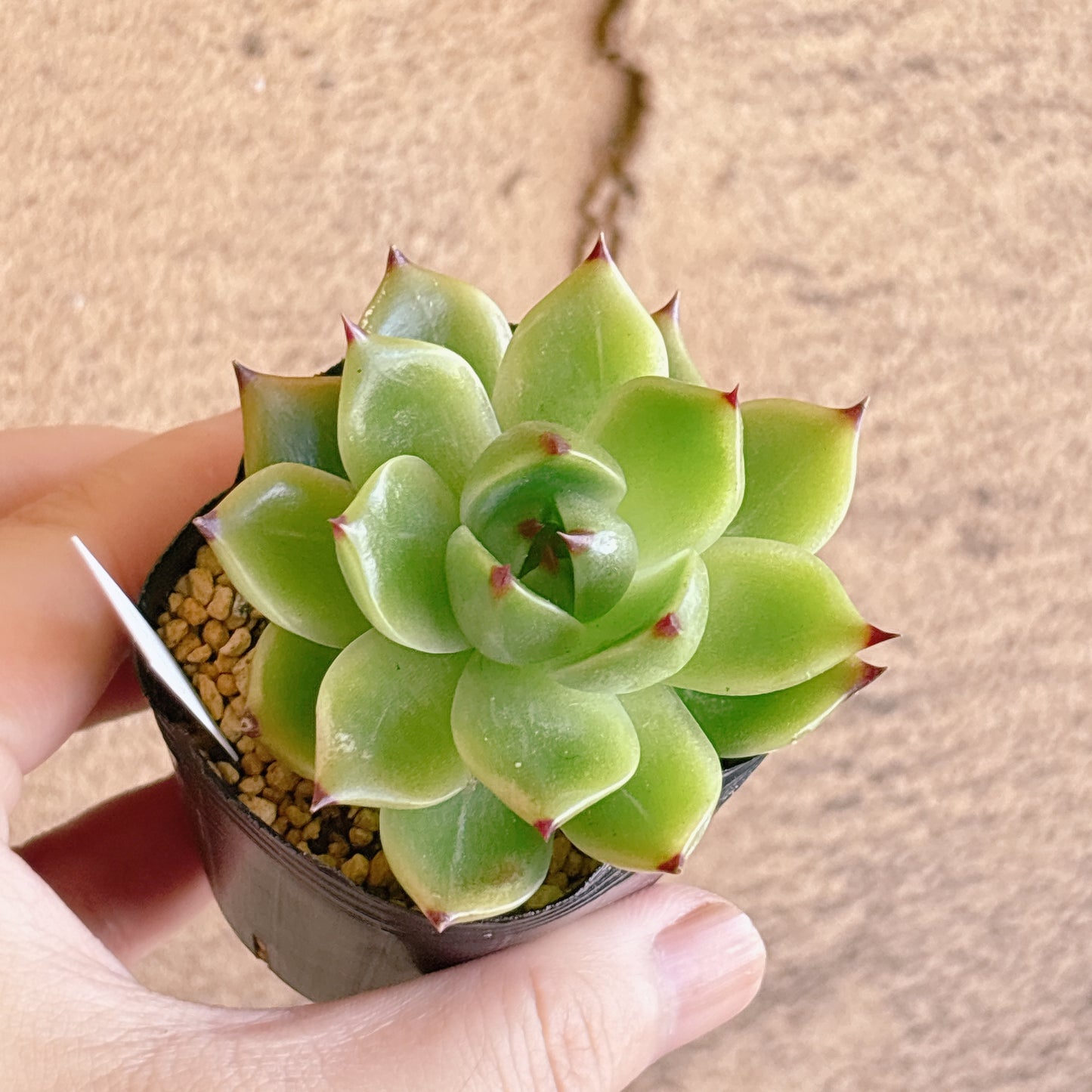 多肉植物