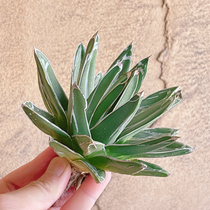 多肉植物