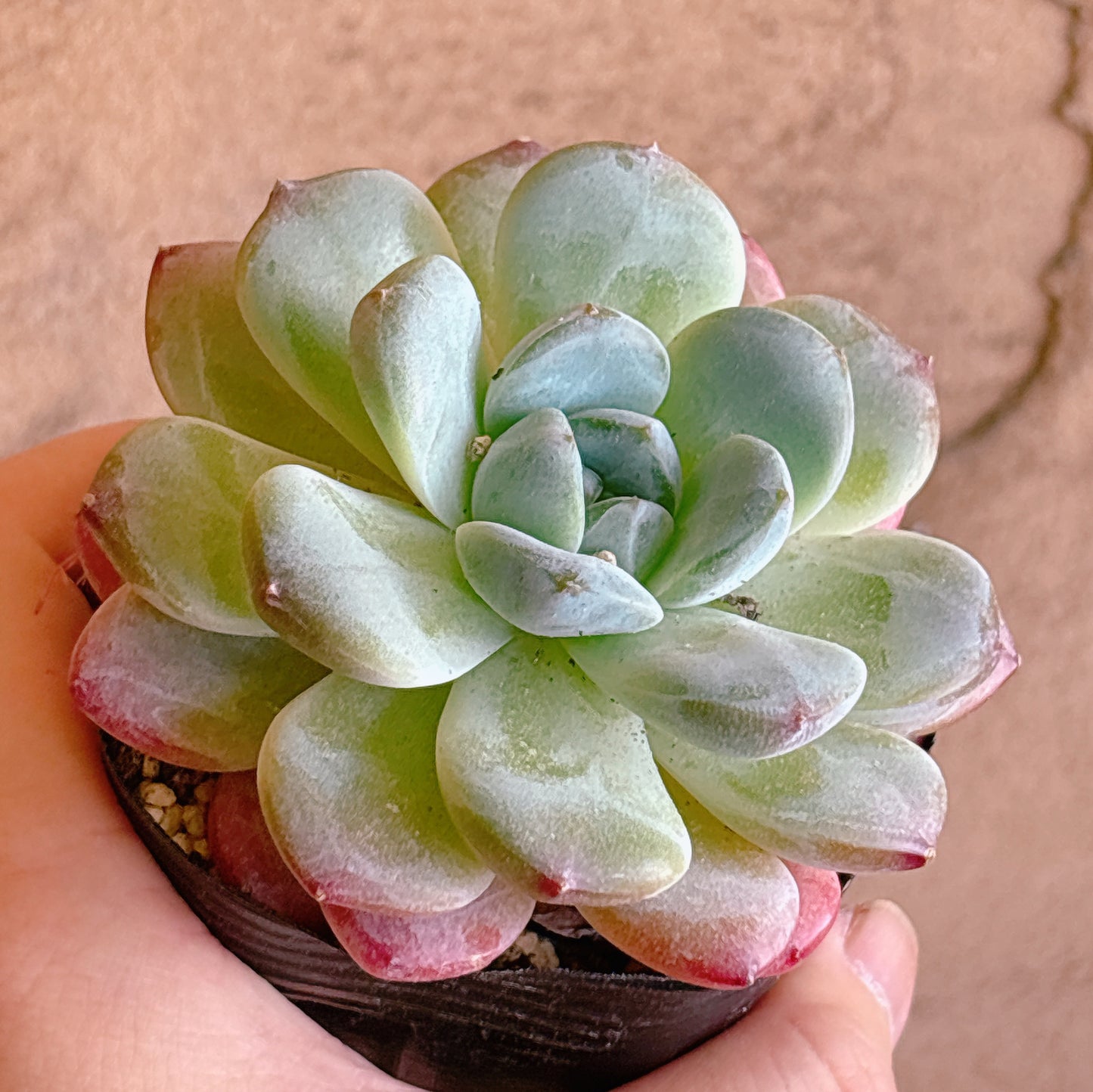 多肉植物