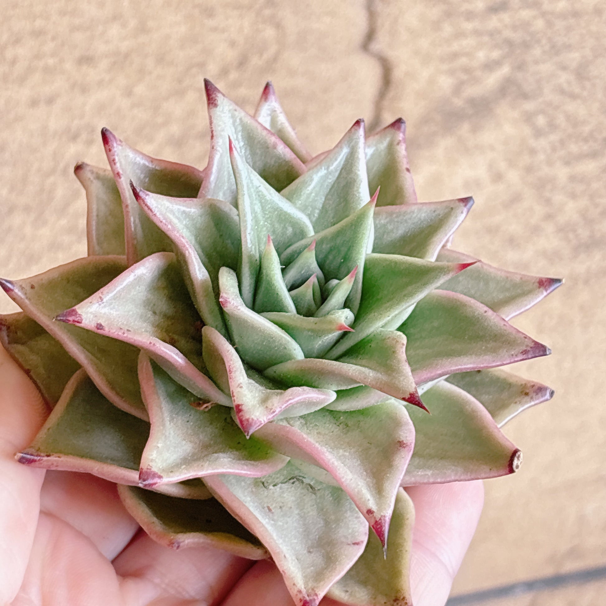 多肉植物