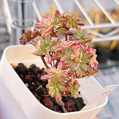 多肉植物