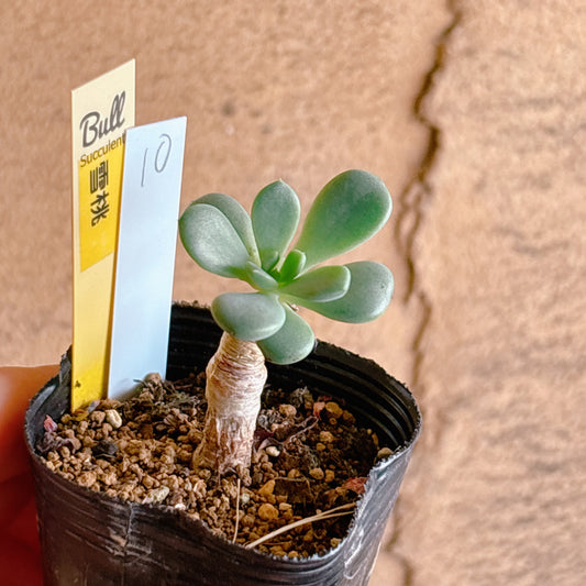 多肉植物