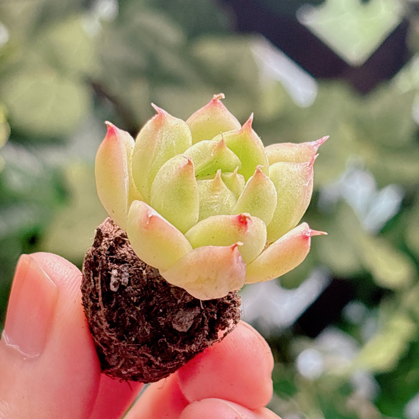 多肉植物
