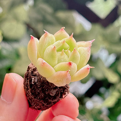 多肉植物