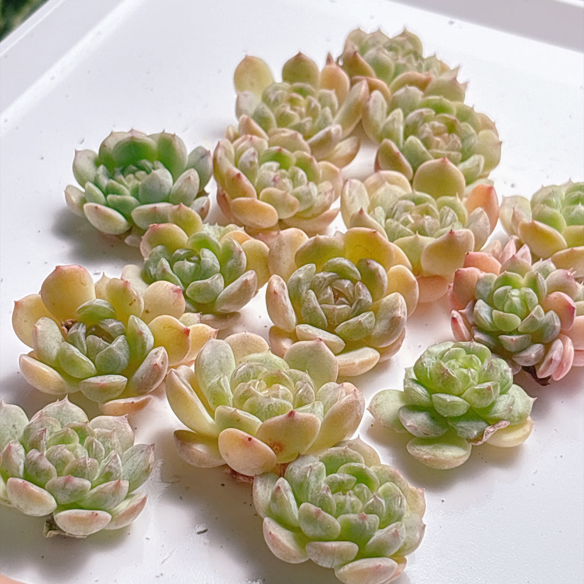 多肉植物