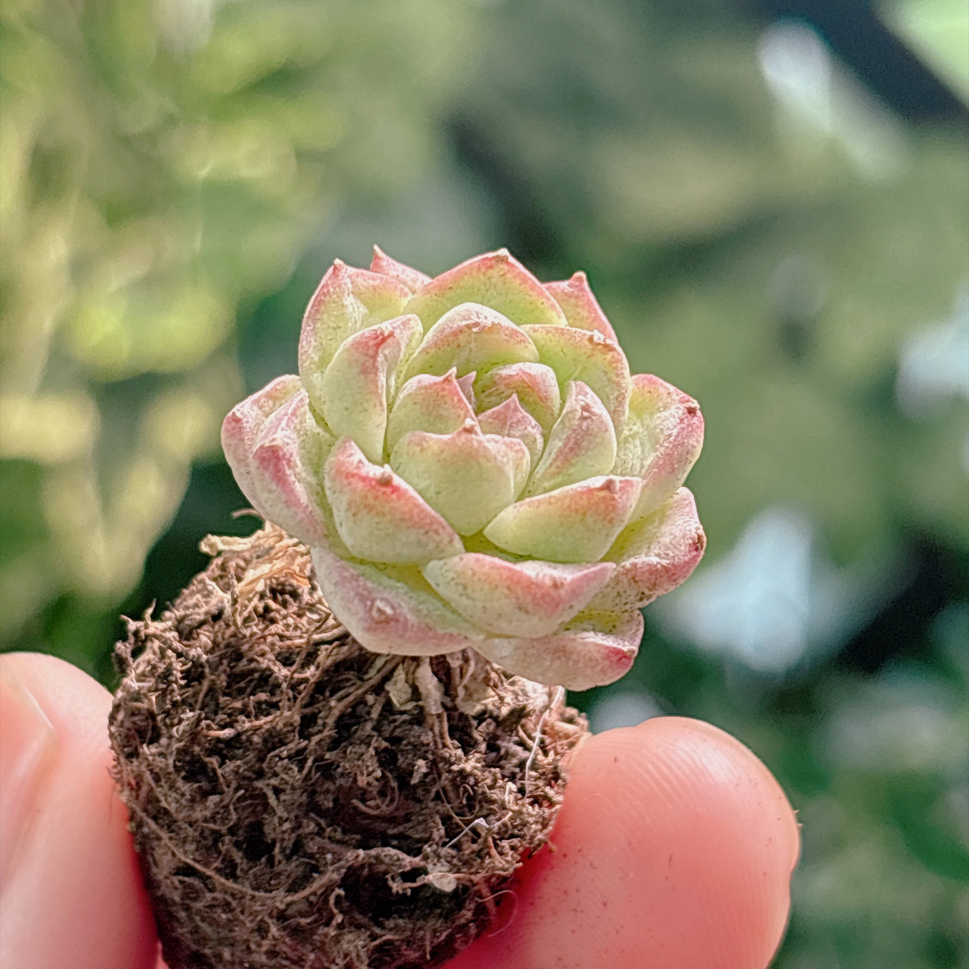 多肉植物