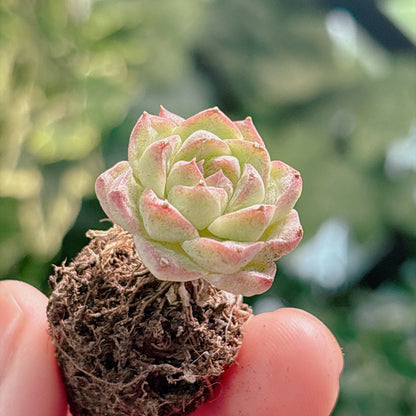 多肉植物
