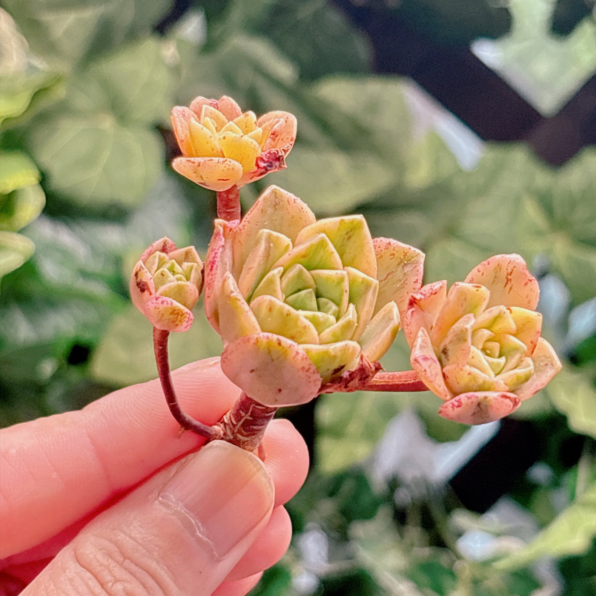 多肉植物
