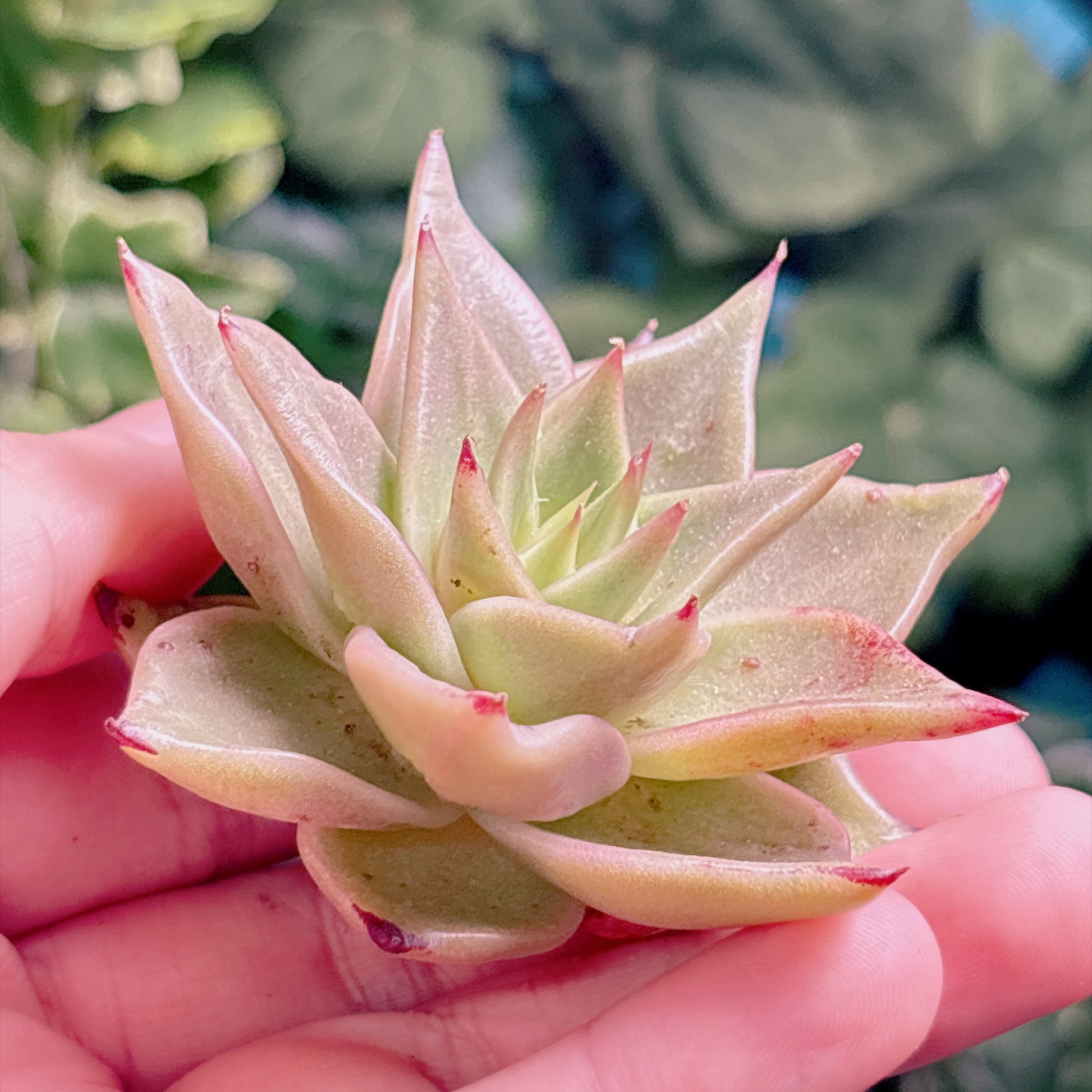 多肉植物